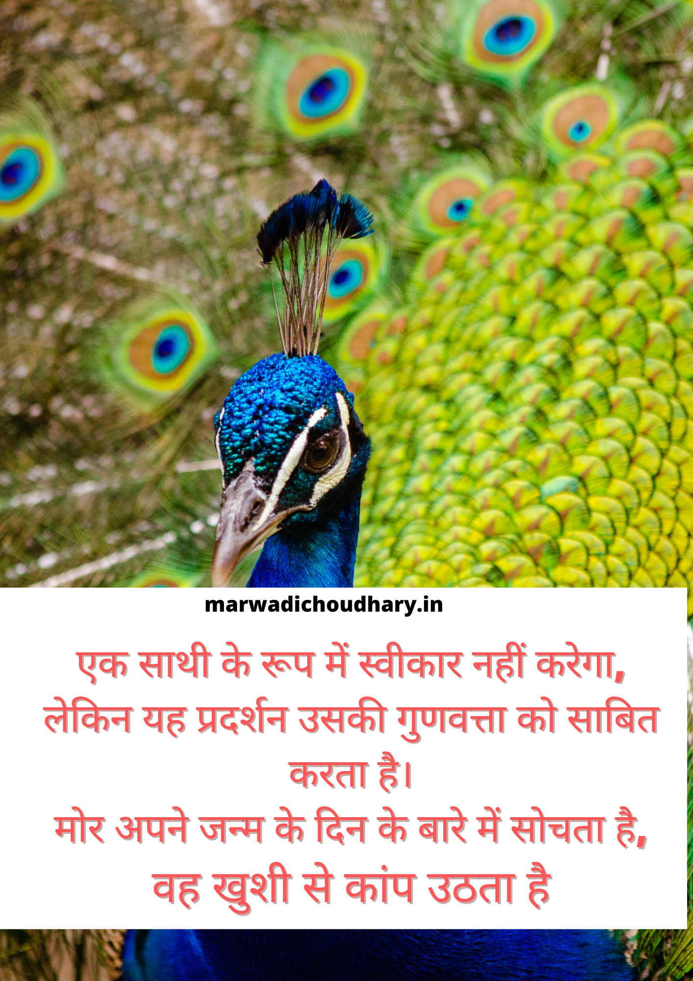 Birds Nature Quotes About Popular Thoughts